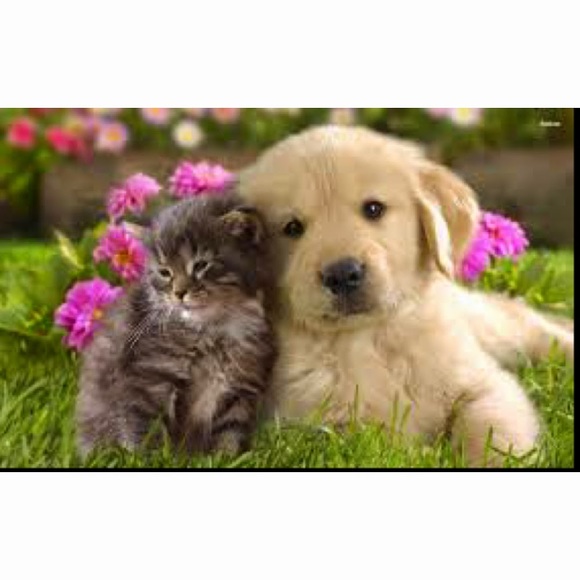 Meet your Posher, Divinity - Picture 1 of 1